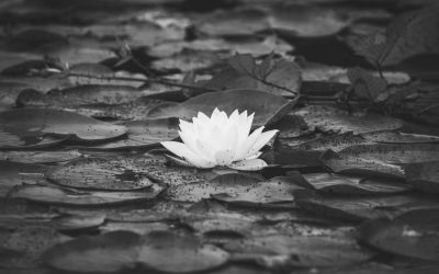 Purity
