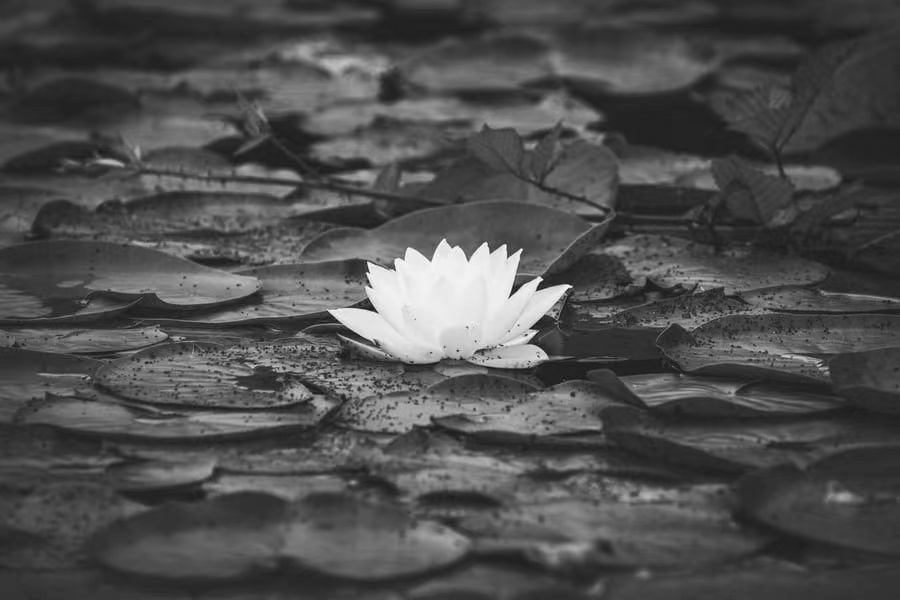 Purity